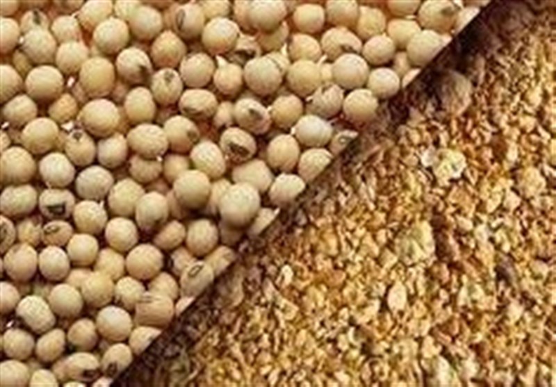 رشد ۲۴ درصدی تولید جوجه یک روزه در کشور از ابتدای امسال